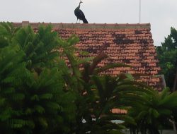 Lepas dari piaraan, seekor Burung Merak bikin heboh warga Ponorogo