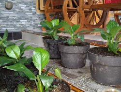 Setelah Janda Bolong, Bunga Janda Mulus diprediksi akan naik daun. Buruan Beli !, disini tempatnya
