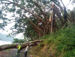 Hujan Deras dan Angin Kencang Robohkan Pohon Karet di Telaga Ngebel