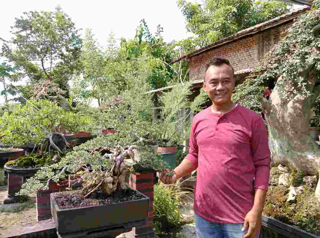 Rudi Sugiarto menunjukkan Pohon Santigi, Selain Tanaman Hias juga bisa mengobati Gigitan Hewan Berbisa