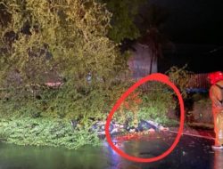 Hendak Jemput Les Keponakan, Ibu di Trenggalek Tewas Tertimpa Pohon Asem Londo
